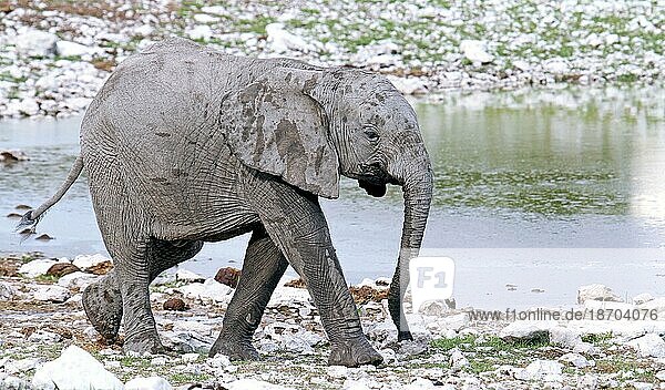 Junger Elefant  Etosha  Namibia  junger afrikanischer Elefant (Loxodonta africana)  Afrika