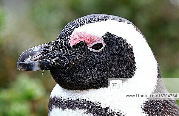 Spectacled Penguin  Stony Point  S
