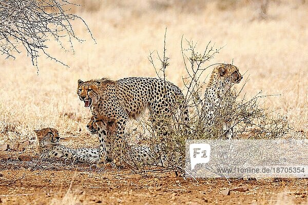Vier Geparde im Kruger Nationalpark  S