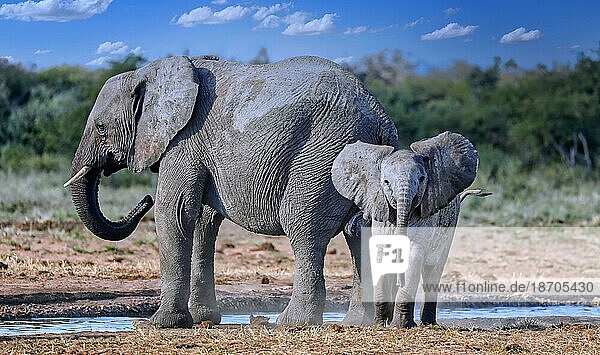 Elephants at a waterhole  Etosha National Park  Namibia (Loxodonta africana)