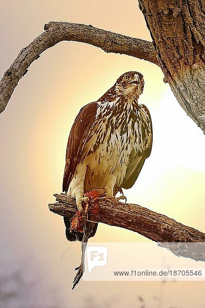 African Bonelli's Eagle in morning light with a leg of a guinea fowl  Kruger NP  S