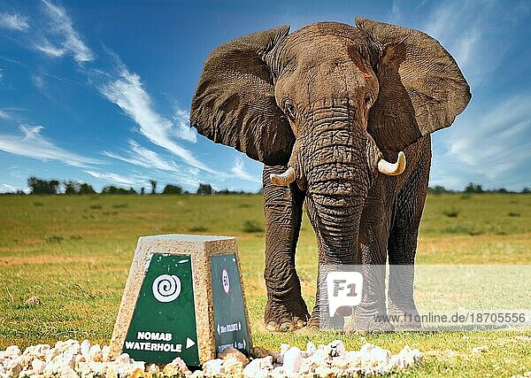 Elefant attackiert Wegweiser  Etosha  Namibia  african elephant (Loxodonta africana) attacks sign  Afrika