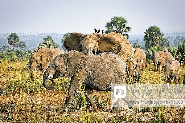 Elephants (Loxodonta africana)  Murchison Falls National Park Uganda