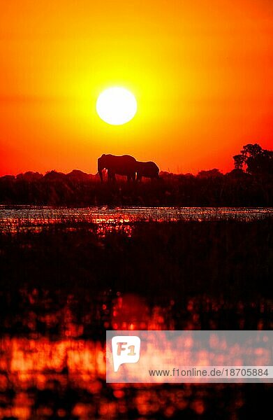 Elefanten im Sonnenuntergang am Chobe  Botswana  Elephants in the sunset at Chobe river  Botswana  Afrika