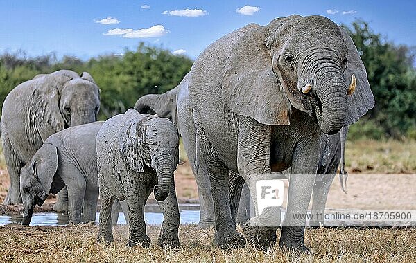 Elephants at a waterhole  Etosha National Park  Namibia (Loxodonta africana)