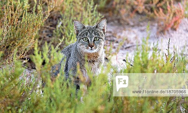 African wild cat  Etosha National Park  Namibia (Felis silvestris)
