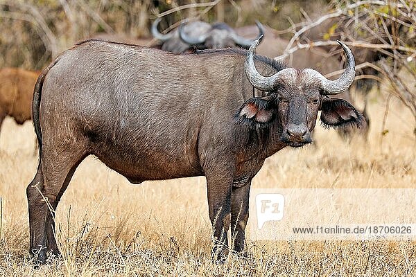 african buffalo  South Luangwa National Park  Zambia (Syncerus caffer)