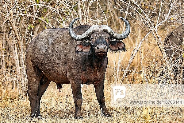 african buffalo  South Luangwa National Park  Zambia (Syncerus caffer)
