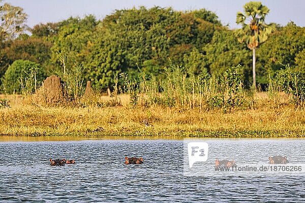Hippos in Shire river  Liwonde National Park  Malawi (Hippopotamus amphibius)