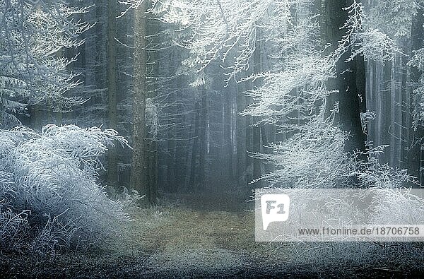 Waldweg mit Raureif im Gegenlicht  Deutschland  Winter  Winterimpression  Europa