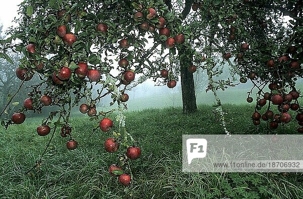 Apfelbaum mit roten Äpfeln im Nebel apfel  äpfel  apfelbaum  kulturapfel (malus domestica)  malus  apples  crabapples  pommier
