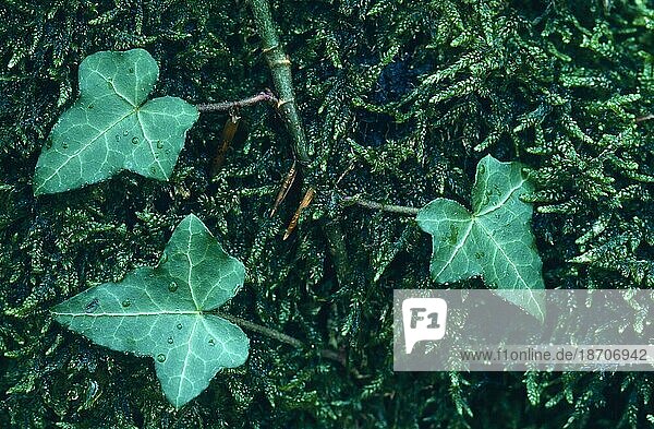 Efeu  gemeiner efeu (hedera helix)  lierre grimpant  ivy  common ivy  english ivy  wächst zwischen Moosen Garten  Deutschland  germany  Europa