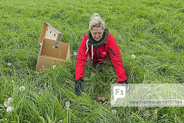 Ein Rettungsteam entfernt ein verstecktes Rehkitz  das im hohen Gras gefunden wurde  mit einer Drohne  die mit einer Wärmebildkamera ausgestattet ist  bevor die Wiese im Frühjahr gemäht wird