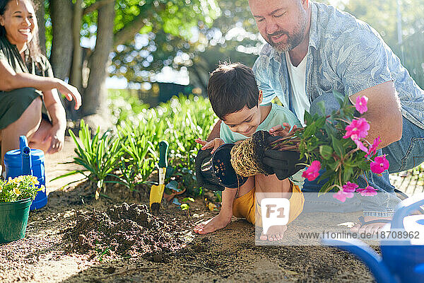 Father helping son with Down Syndrome planting flowers in garden