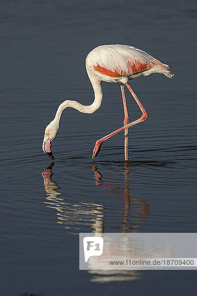 Greater flamingo (Phoeniconaias roseus)  Amboseli National Park  Kenya  East Africa  Africa