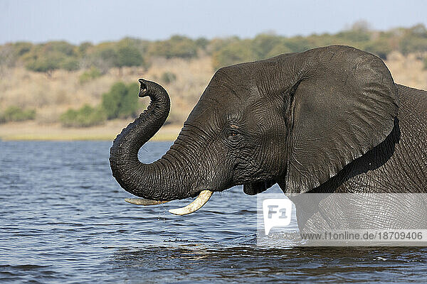 African elephant (Loxodonta africana)  Chobe National Park  Botswana  Africa