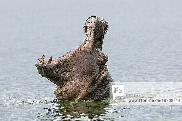 Hippo (Hippopotamus amphibius) yawning  Kruger National Park  South Africa  Africa