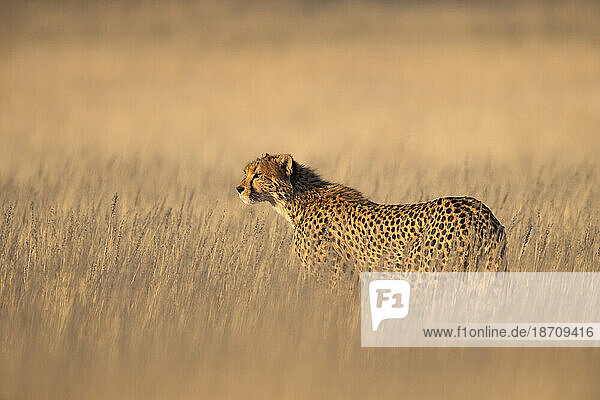 Cheetah (Acinonyx jubatus). Kgalagadi Transfrontier Park  Northern Cape  South Africa  Africa