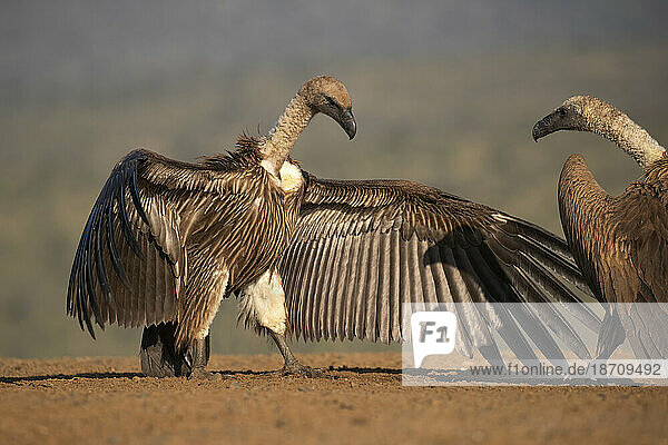 Whitebacked vulture (Gyps africanus) threat display  Zimanga Game Reserve  KwaZulu-Natal  South Africa  Africa