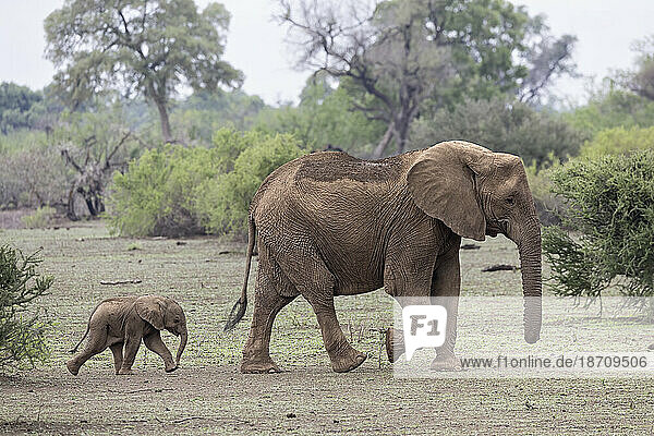 African elephant (Loxodonta africana) with calf  Mashatu Game Reserve  Botswana  Africa