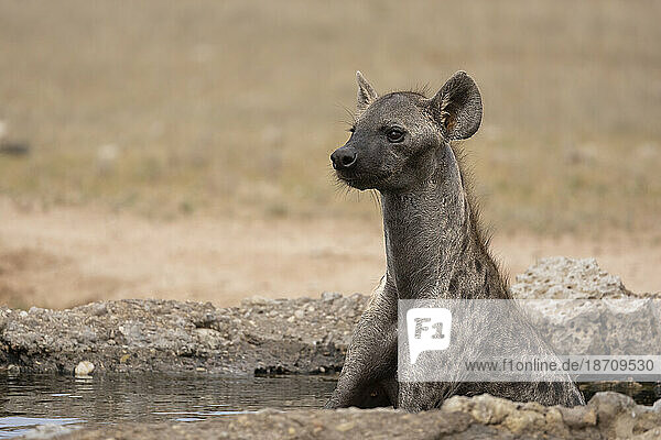 Spotted hyena  (Crocuta crocuta) cooling off  Kgalagadi Transfrontier Park  Northern Cape  South Africa  Africa
