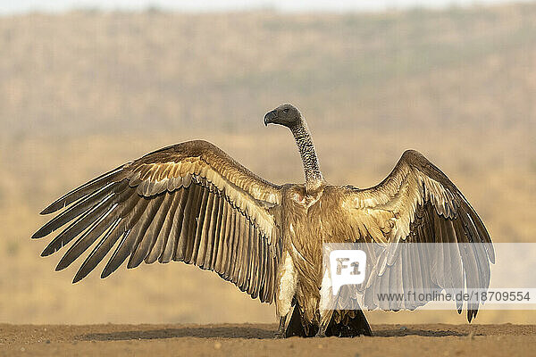 Whitebacked vulture (Gyps africanus) threat display  Zimanga Game Reserve  KwaZulu-Natal  South Africa  Africa