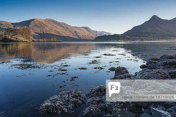 Frosted seaweed along the shore of Loch Leven  Lochaber  Scotland  United Kingdom  Europe