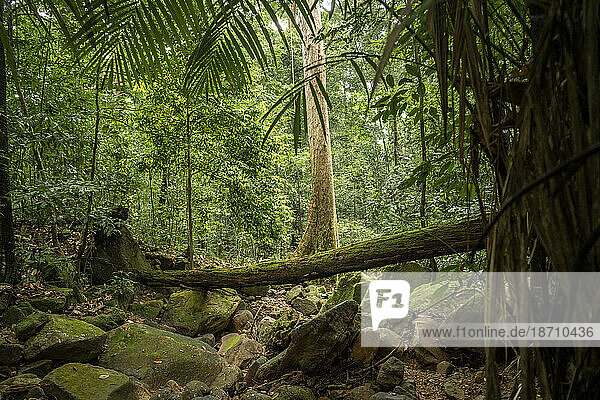 Rainforest  Santubong  Sarawak  Borneo  Malaysia  Southeast Asia  Asia