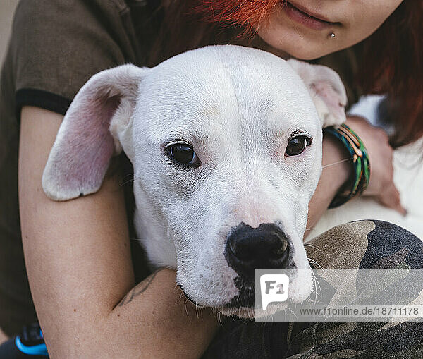 Dogo argentino - argentinian young dog with the owner