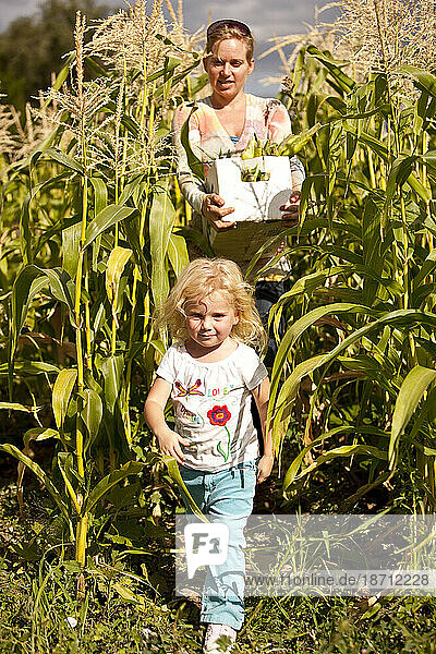 Young girl helping her mother harvest organic corn.
