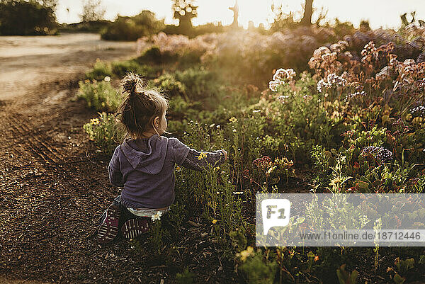 Backlit image of back of toddler girl playing in field of flowers
