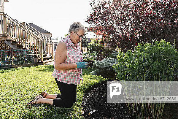 Older woman holding flowers to plant in a garden on a summer day.