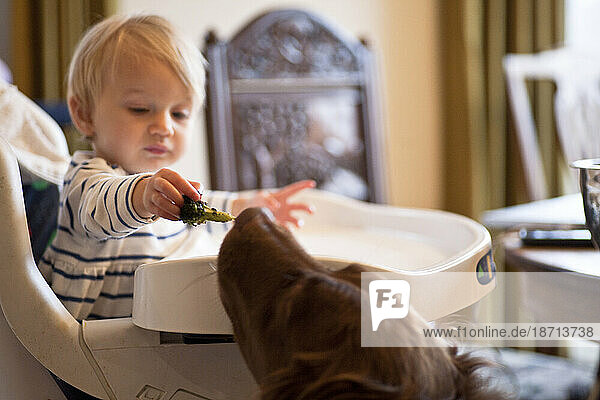 A light haired baby feeds a dog broccoli from her high chair in a home in Portland  Oregon.