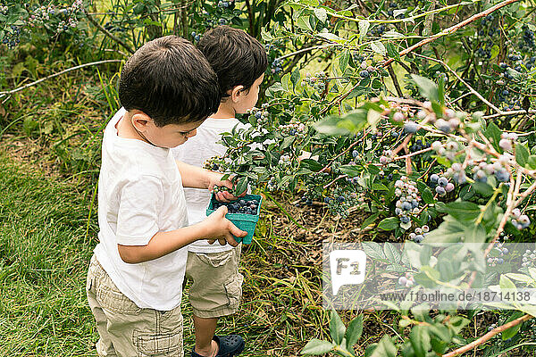 Young boys picking blueberries in field.