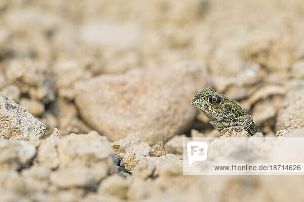 Western toad¬†(Anaxyrus boreas) among rocks