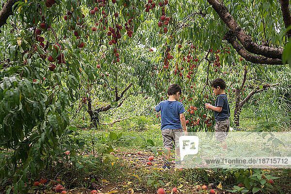 Young boys picking peaches fron tree in orchard.