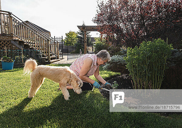 Older woman planting flowers in a garden with her dog beside her.