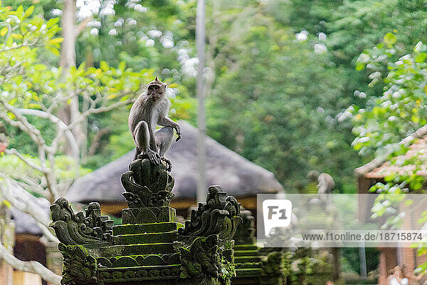 Balinese monkey siting on top of the fence