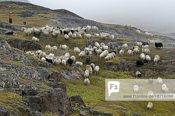 Roundup of sheep for slaughter near Inneruulalik  Greenland.