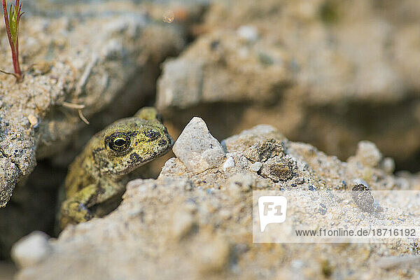 Western toad¬†(Anaxyrus¬†boreas)¬†among rocks