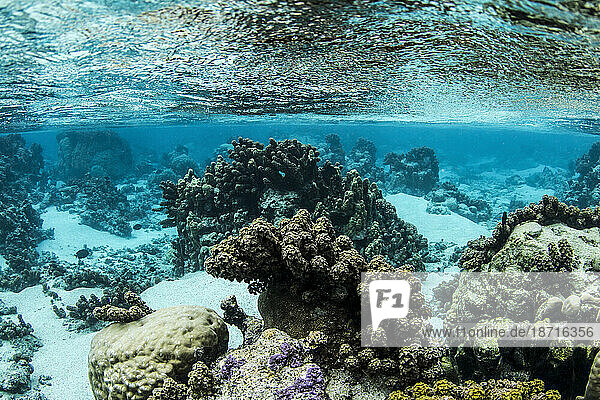 Coral reef in crystal clear waters Tahiti