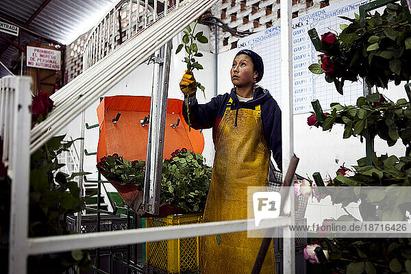 A female flower worker measures long-stemmed Fair Trade roses in order to sort them for shipping in time for Valentines Day.