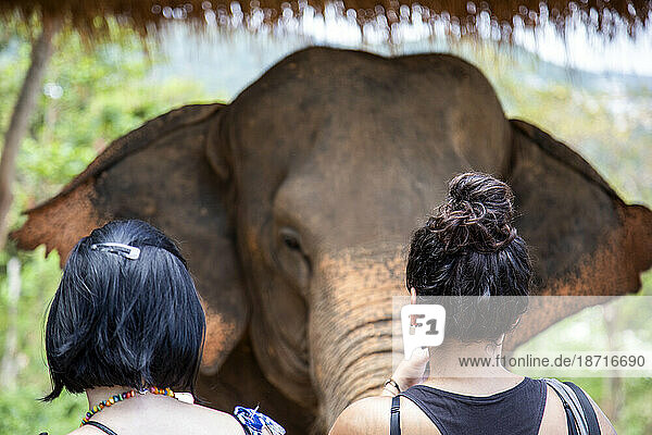 Two Women Visiting an Injured Elephant at a Local Elephant Sanctuary