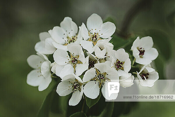 Close up of white flowers blooming on a tree in the spring.