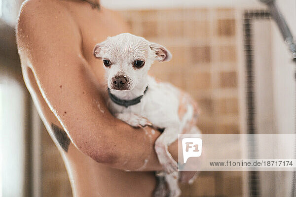cute white chihuahua dog gets wet shower bath with mum