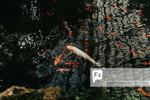 White and orange coy fish swimming in a pond with other fish around.