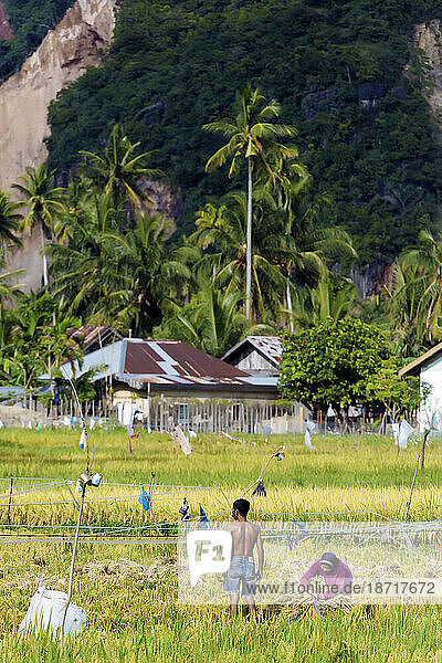 People working in rice field  Banda Aceh  Sumatra  Indonesia