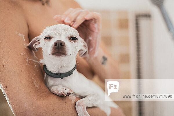 cute portrait of small white dog in bath with soap in arms