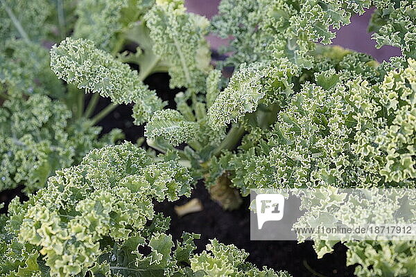 Fresh Kale in the garden