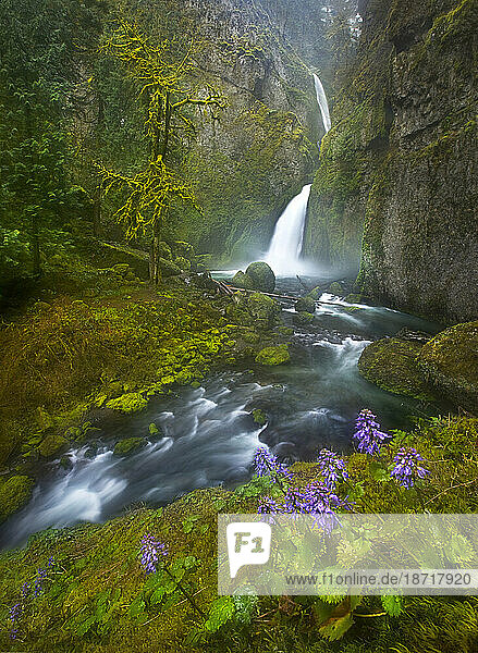 Spring wildflowers  mosses and a series of waterfalls and rapids are featured in this rainforest canyon.